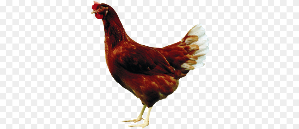 Tetra Brown Tetra Brown Chickens, Animal, Bird, Chicken, Fowl Free Png Download