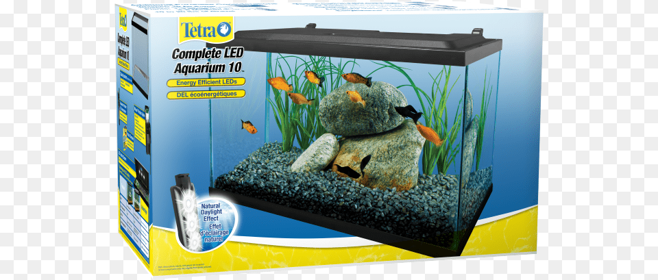 Tetra Complete Led Aquarium Kit 10 Gallon, Animal, Fish, Sea Life, Water Png Image