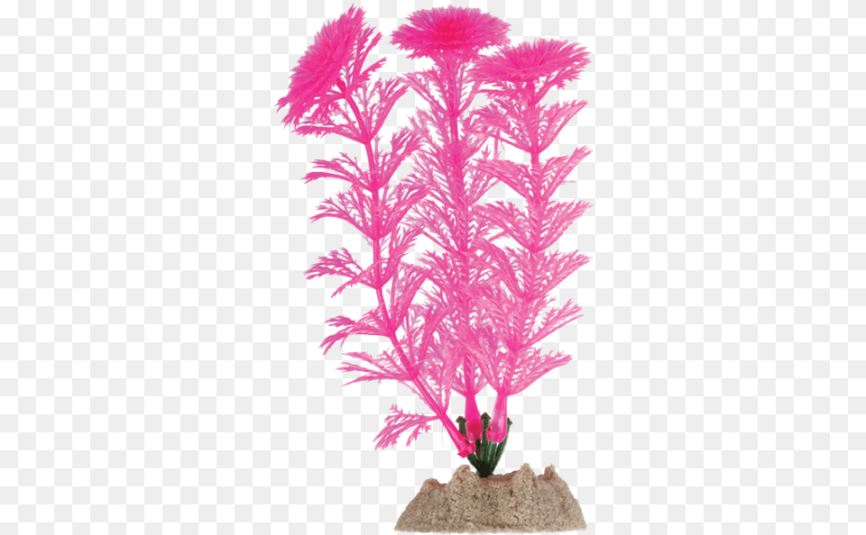 Tetra Glofish Aquarium Plant Underwater Aquarium Plants, Flower, Accessories, Flower Arrangement Free Transparent Png