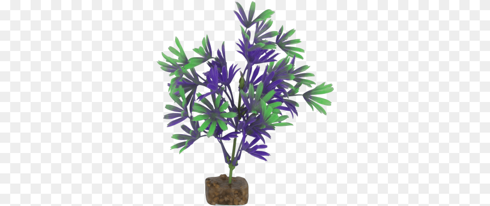 Tetra Glofish Medium Purplegreen Plant Bonsai, Leaf, Palm Tree, Potted Plant, Tree Free Transparent Png