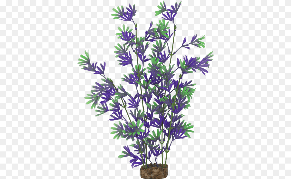 Tetra Glofish X Large Purplegreen Plant Aster, Herbal, Herbs, Leaf, Flower Png
