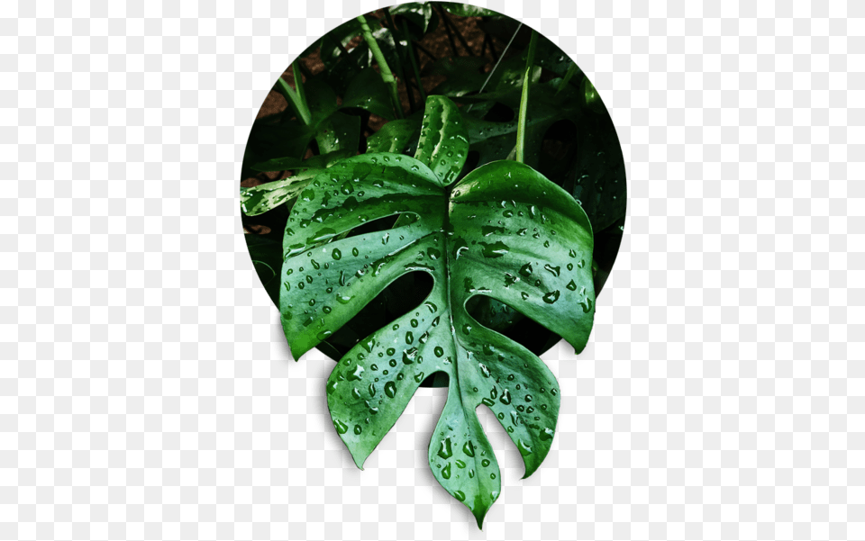 Tetra Monstera Deliciosa, Leaf, Plant, Green, Flower Free Transparent Png