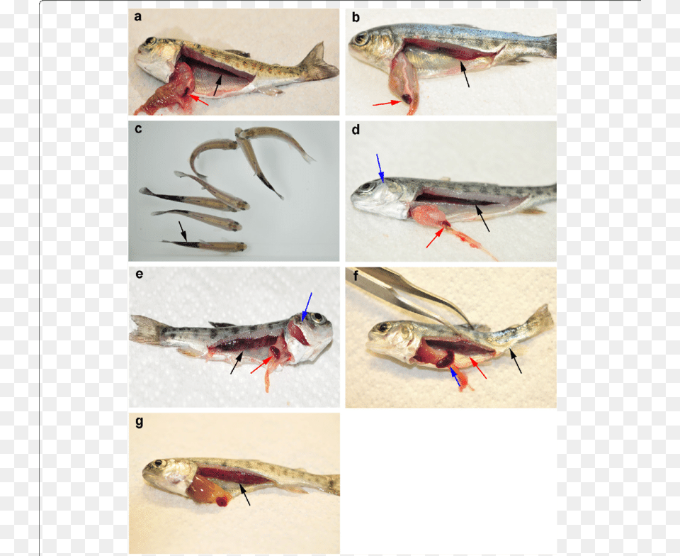 Tetracapsuloides Bryosalmonae Disease, Animal, Fish, Sea Life, Herring Png