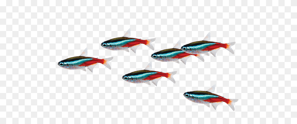 Tetras Care Sheet, Animal, Fish, Sea Life Free Png