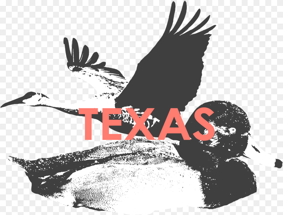 Texas, Animal, Waterfowl, Bird, Adult Png