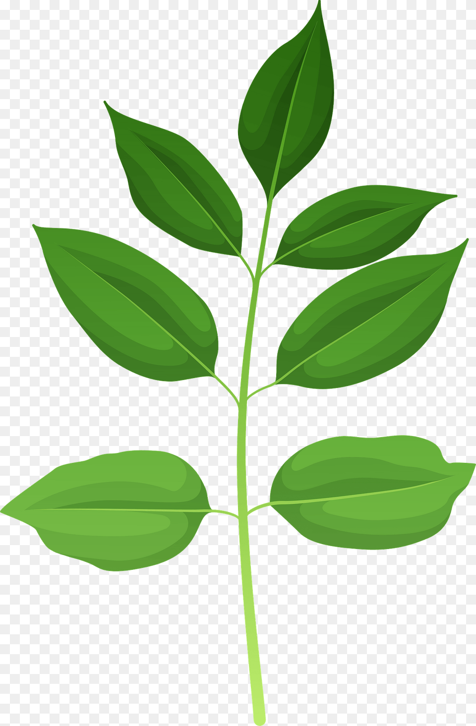 Texas Ash Green Leaf Clipart, Herbal, Herbs, Plant, Tree Free Transparent Png