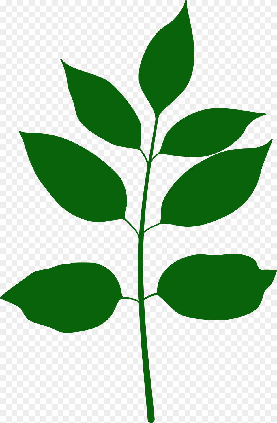Texas Ash Leaf Silhouette, Green, Herbal, Herbs, Plant Png Image