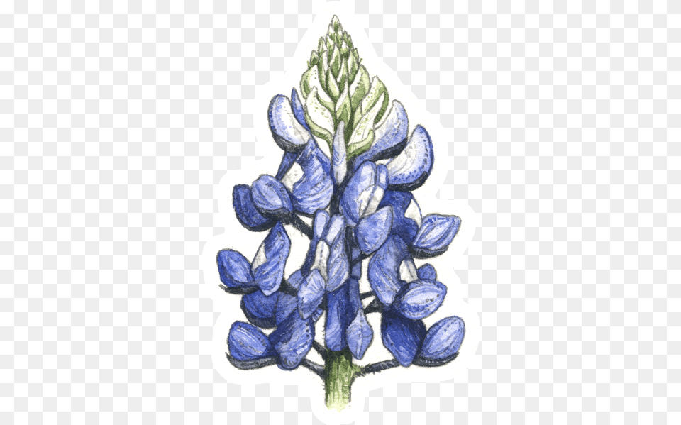Texas Bluebonnet, Flower, Lupin, Plant, Petal Png