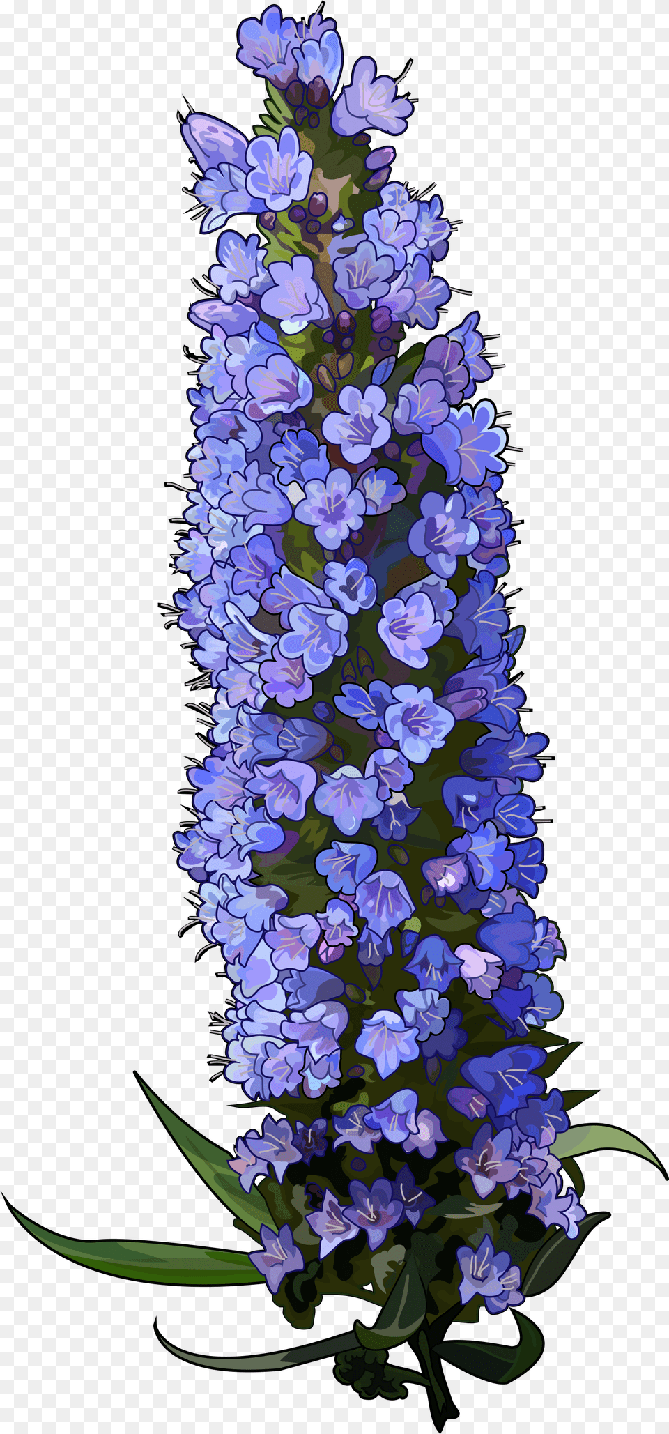 Texas Bluebonnet Download Bluebonnet, Flower, Lupin, Plant, Flower Arrangement Free Transparent Png
