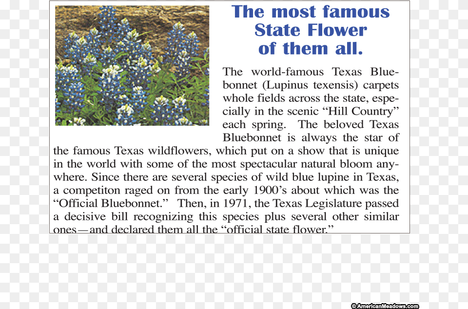 Texas Bluebonnet Texas Bluebonnet Spring Hillside Seed Flower, Plant, Lupin, Text, Page Png