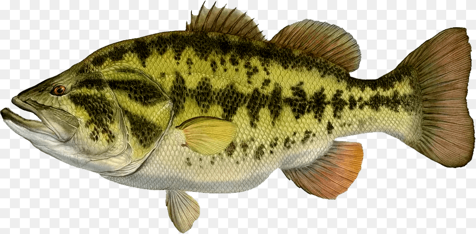 Texas Bluegill, Animal, Fish, Sea Life, Perch Free Png