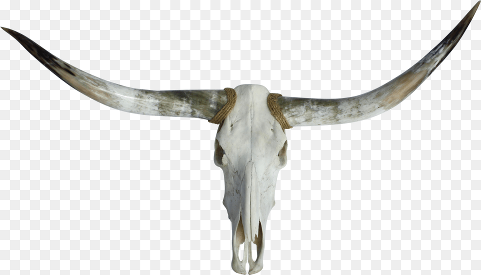 Texas Chairish Skull Skull, Animal, Mammal, Cattle, Longhorn Png