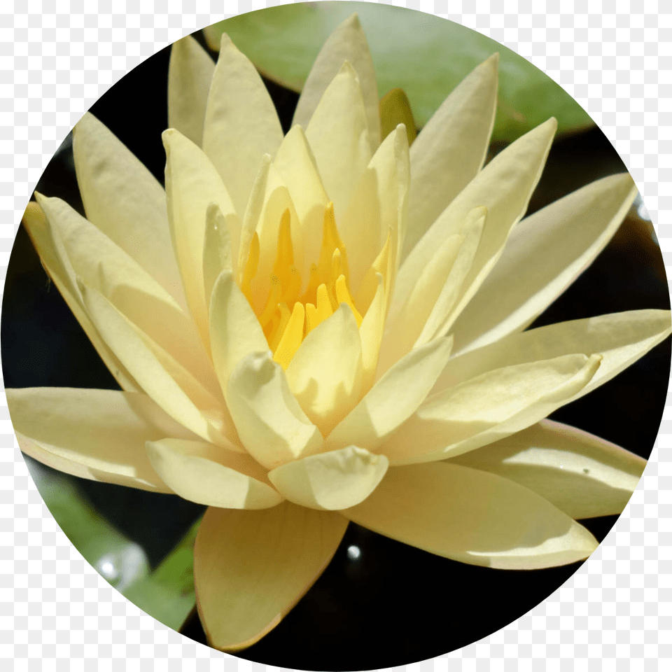 Texas Dawn Sacred Lotus, Flower, Lily, Plant, Pond Lily Free Png Download