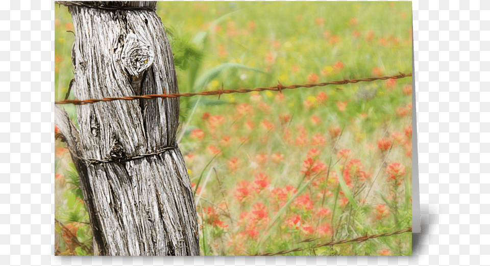 Texas Fences Greeting Card Barbed Wire, Plant, Tree, Fence, Outdoors Free Transparent Png