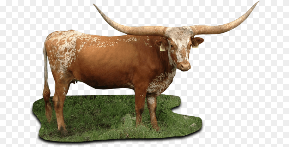Texas Figureoxbullcow Goat Texas Longhorn Cattle, Animal, Livestock, Mammal, Bull Free Png Download