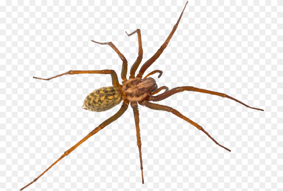 Texas Has Many Varieties Of Spiders Some Quite Venomous Tegenaria Domestica Florida Spiders, Animal, Invertebrate, Spider, Garden Spider Free Transparent Png