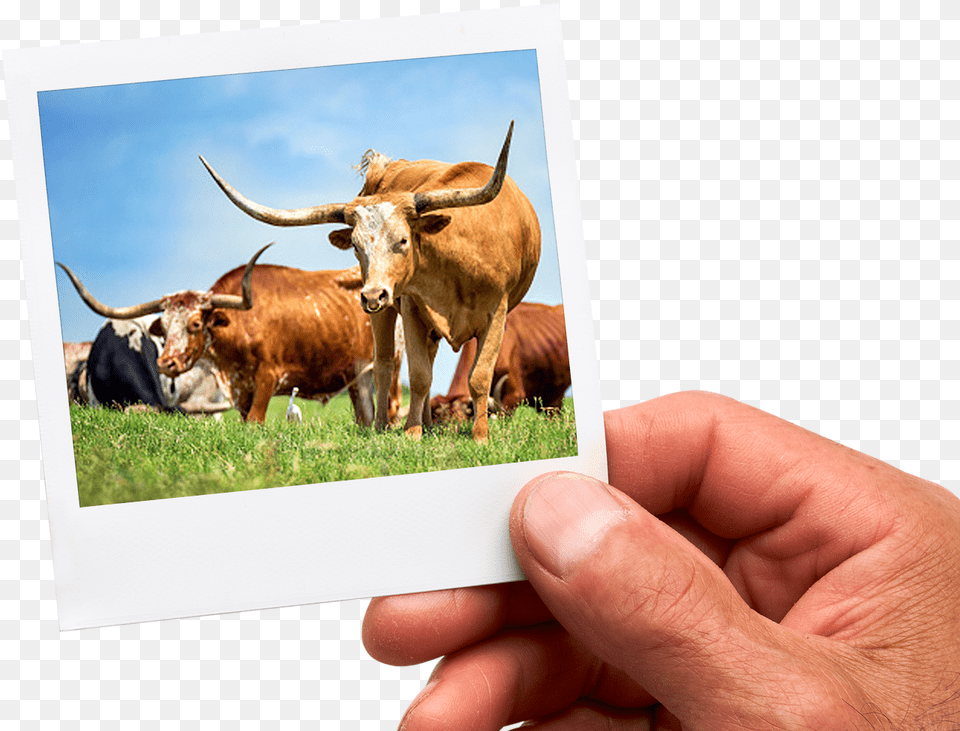Texas Longhorn, Person, Hand, Finger, Body Part Png Image