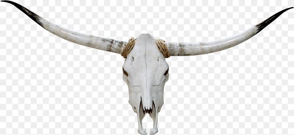 Texas Longhorn, Animal, Mammal, Cattle, Livestock Png