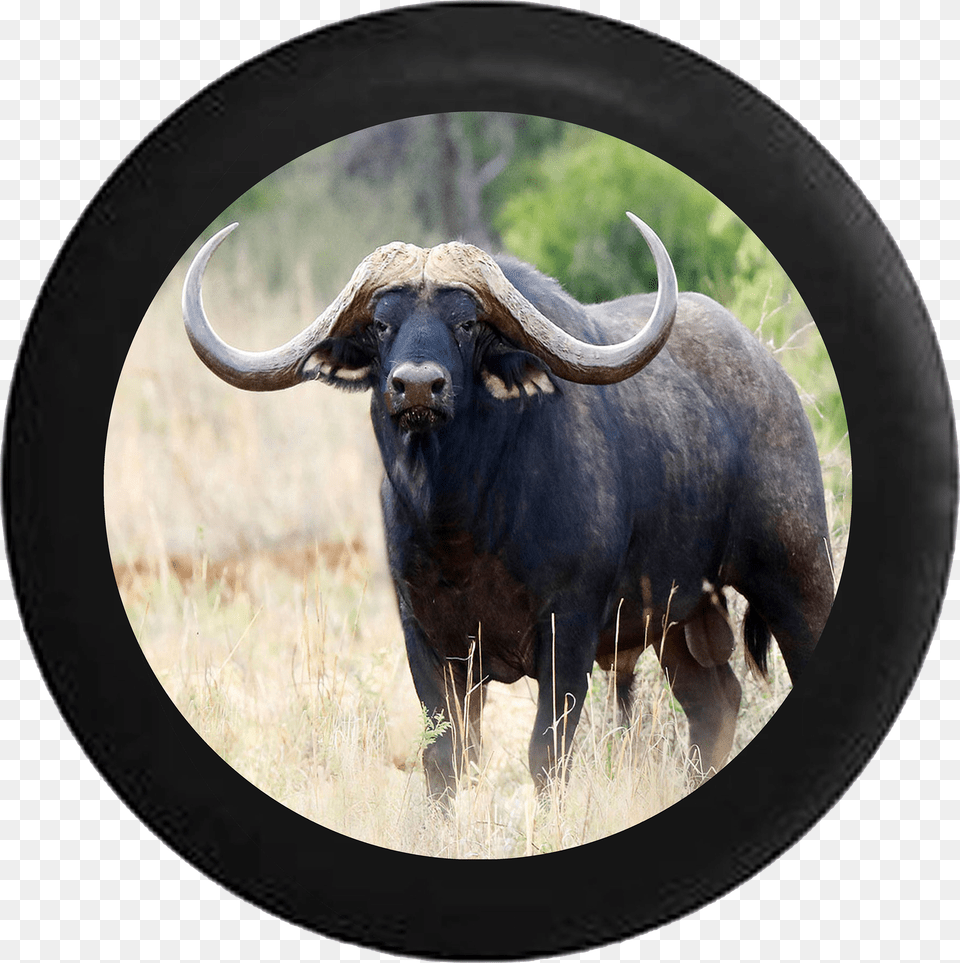 Texas Longhorn Bull Ox Horns Jeep Camper Spare Tire Wild Animals Buffalo Png