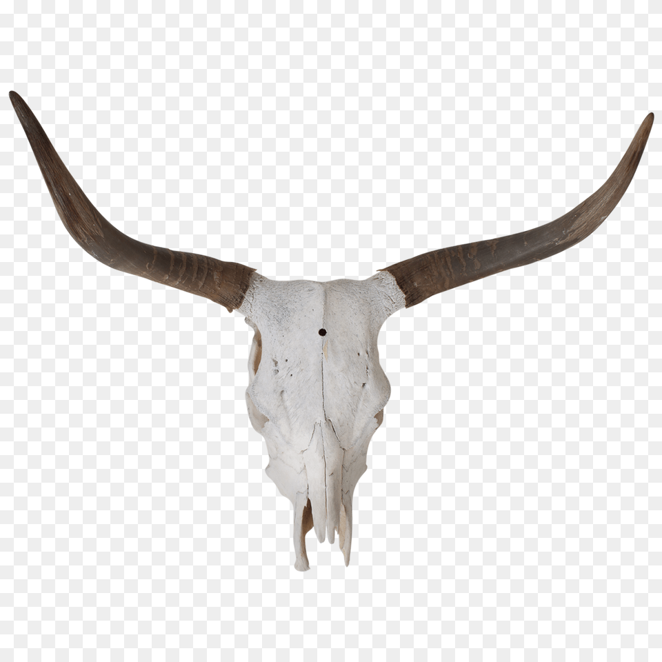 Texas Longhorn Bull Skull Bone, Animal, Cattle, Livestock, Mammal Free Transparent Png