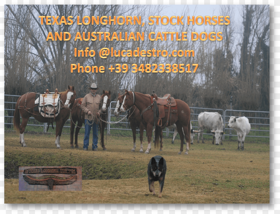 Texas Longhorn Stock Horses And Australian Cattle, Rural, Nature, Farm, Outdoors Png