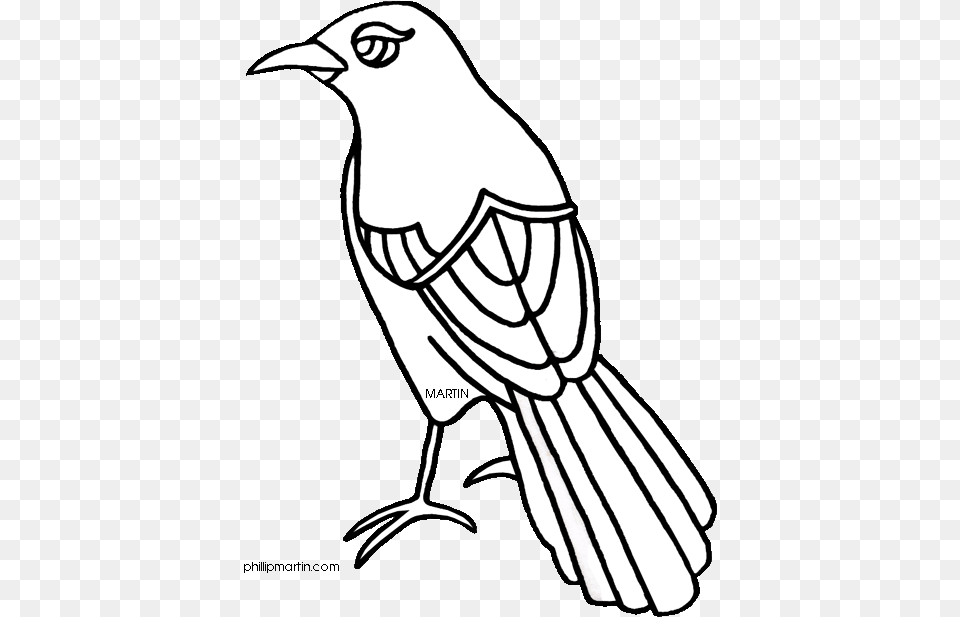Texas Mockingbird Clipart Texas State Bird Drawing Texas State Bird Drawing, Person, Animal, Blackbird, Jay Free Png Download