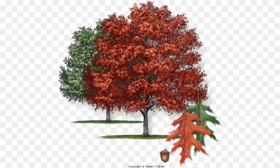 Texas Oak, Leaf, Maple, Plant, Tree Png Image