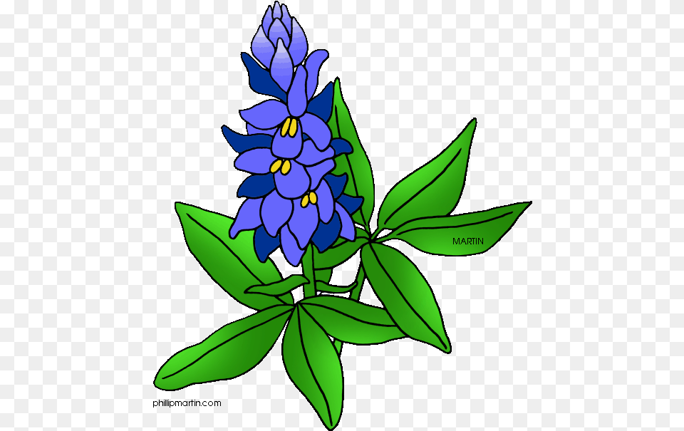 Texas State Flower Clip Art Blue Bonnet, Iris, Plant, Lupin, Leaf Free Png