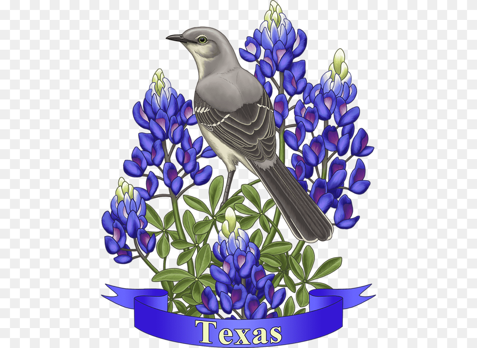 Texas State Mockingbird And Bluebonnet Flower, Lupin, Plant, Purple, Animal Free Png