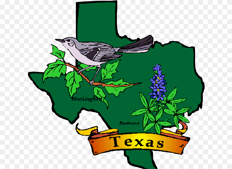 Texas State Symbols Clip Art, Vegetation, Animal, Bird, Jay Free Png Download