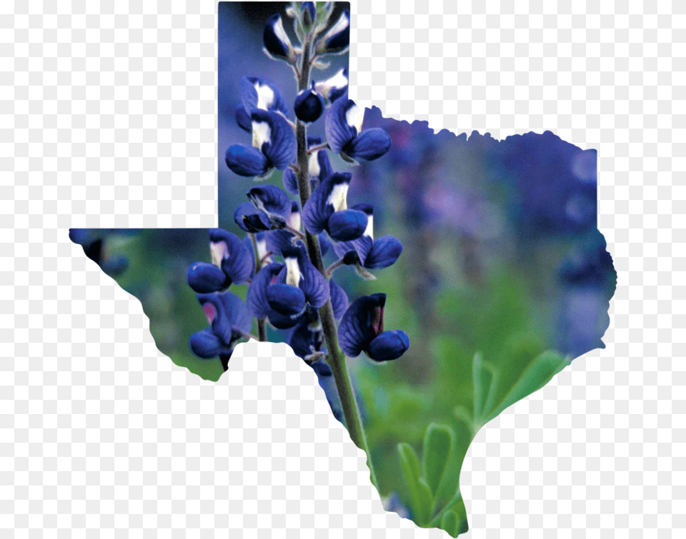 Texas Transparent State Of Texas Outline, Flower, Iris, Lupin, Plant Free Png Download