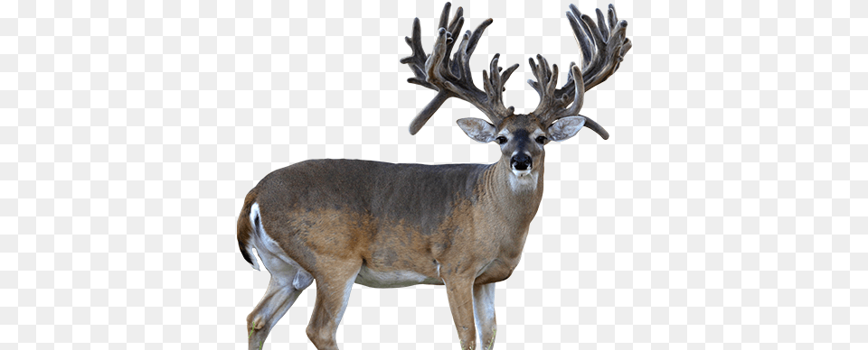 Texas Whitetail Buck Whitetail Deer Transparent, Animal, Antelope, Mammal, Wildlife Free Png Download