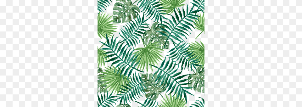 Textile Conifer, Fir, Plant, Tree Png Image