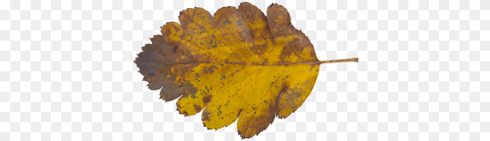 Texture Ninja Autumn, Leaf, Plant, Tree, Oak Free Png