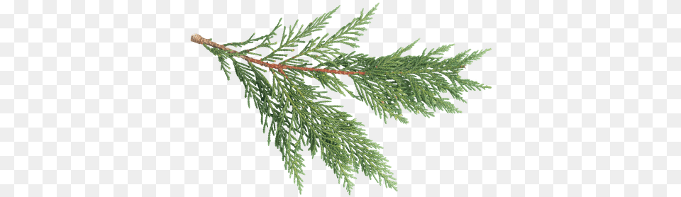 Texture Ninja Pine Texture Leaf, Conifer, Plant, Tree, Fir Free Transparent Png