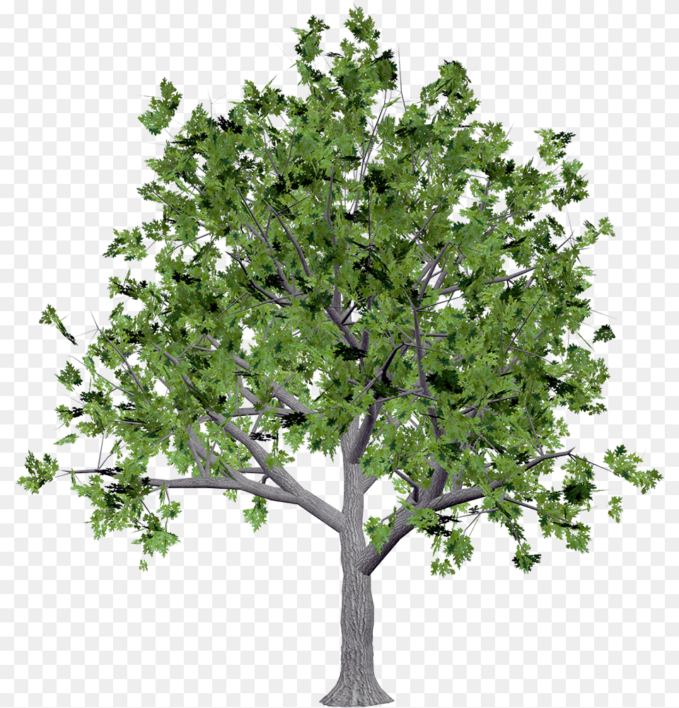 Texture Tree Download Canopy Tree, Oak, Plant, Sycamore, Maple Free Png