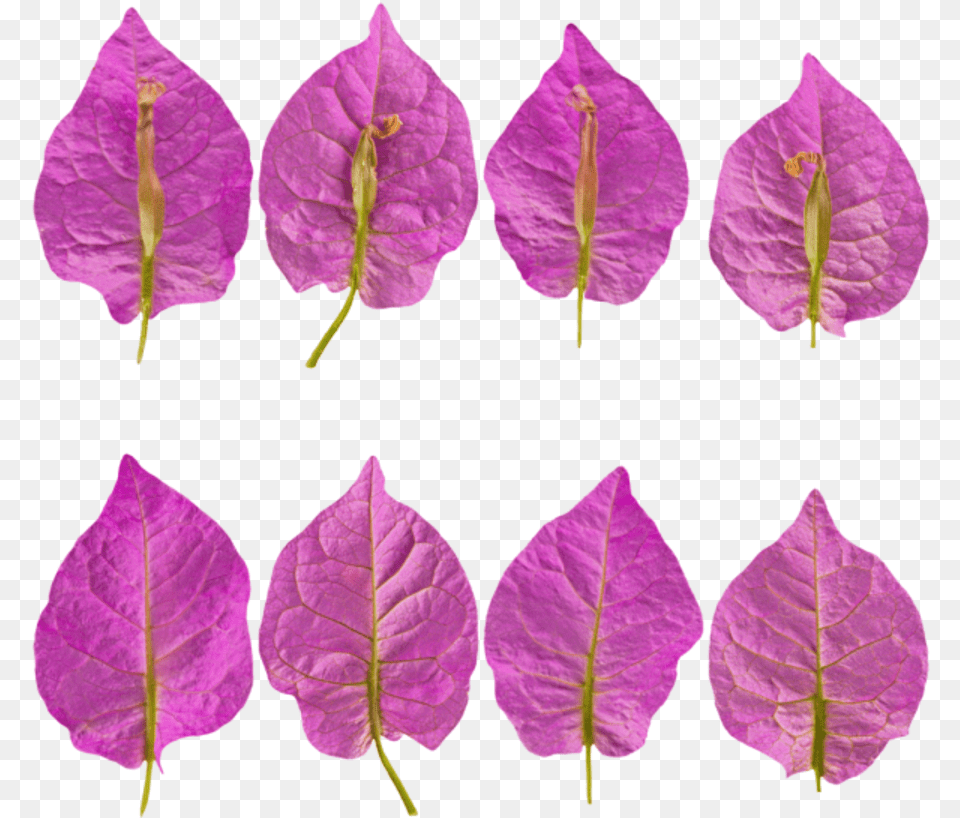 Textured Flower Petal, Leaf, Plant, Purple Free Png