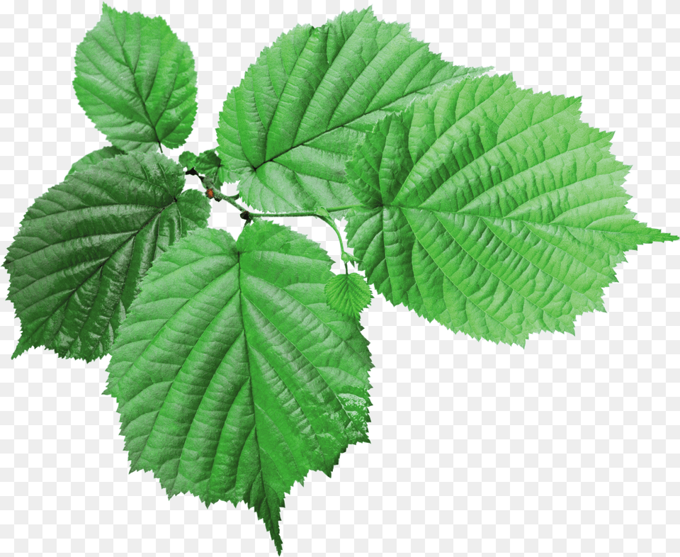 Textured Green Leaf, Herbal, Herbs, Plant, Tree Free Transparent Png
