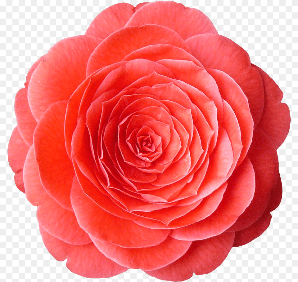 Texturescom Flowers0081 1 Alphamasked S Olfaction, Flower, Petal, Plant, Rose Png Image