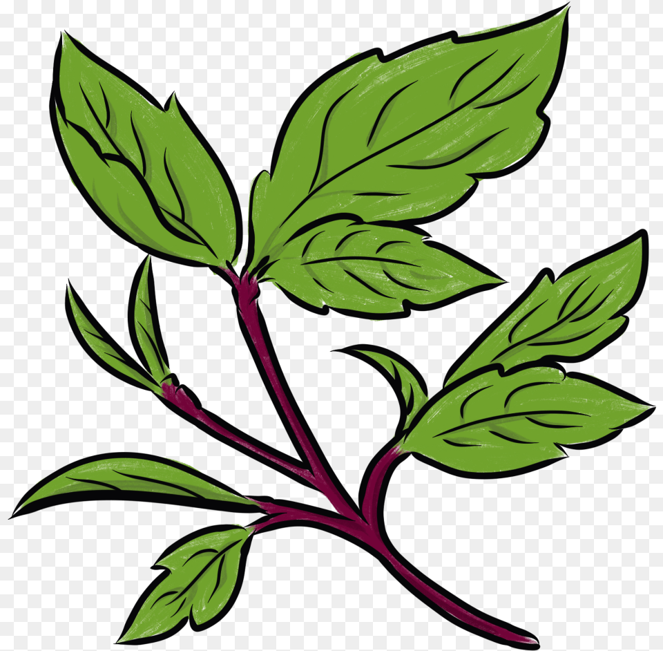 Thai Basil Image Clip Art, Herbal, Herbs, Leaf, Plant Free Png