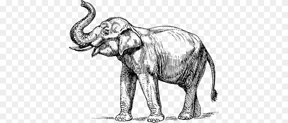 Thai Elephant Drawing Elephant Drawing Trunk Up, Gray Png