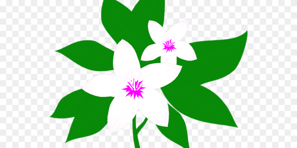 Thai Jasmine Flower Clipart Transparent Clipart Cartoon Flower, Anemone, Plant, Leaf, Animal Png