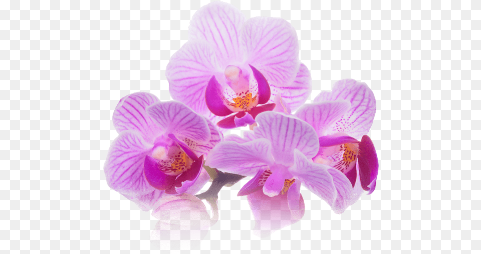 Thai Massage Therapy Bangkok Day Spa Downtown San Diego Purple Spa Flower, Orchid, Plant Free Png