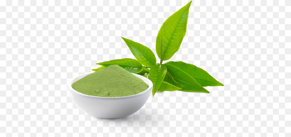 Thai Tea Green Tea, Beverage, Leaf, Plant, Green Tea Free Png Download
