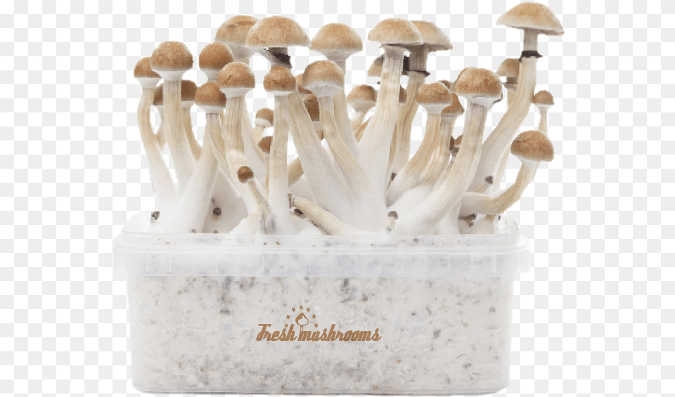 Thai Xp Kit De Cultivo De Setas Alucingenas Freshmushrooms Growkits, Fungus, Mushroom, Plant, Agaric Free Png Download