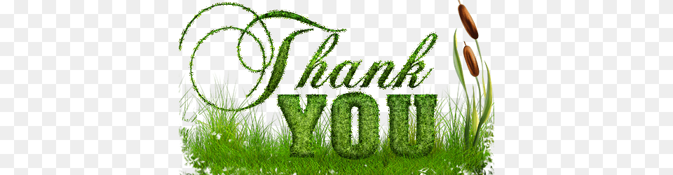 Thank You, Fence, Plant, Outdoors, Nature Free Transparent Png
