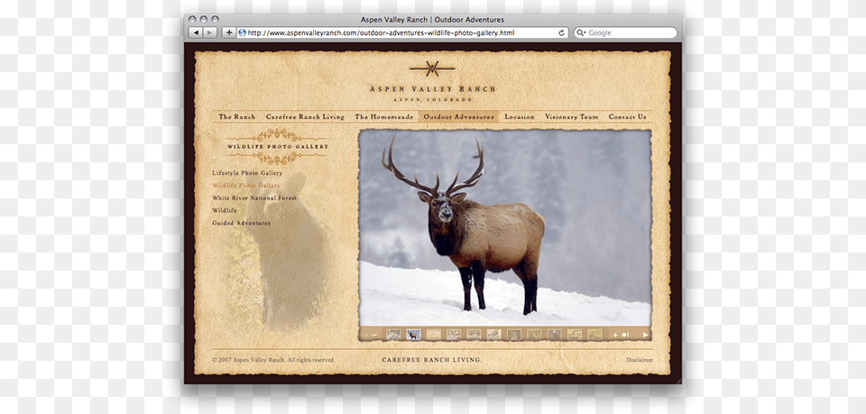 Thank You Braving The Cold Rectangle Magnet, Animal, Deer, Elk, Mammal Free Transparent Png