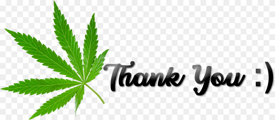 Thank You Cannabis Maple Leaf, Plant, Weed, Hemp, Person Png