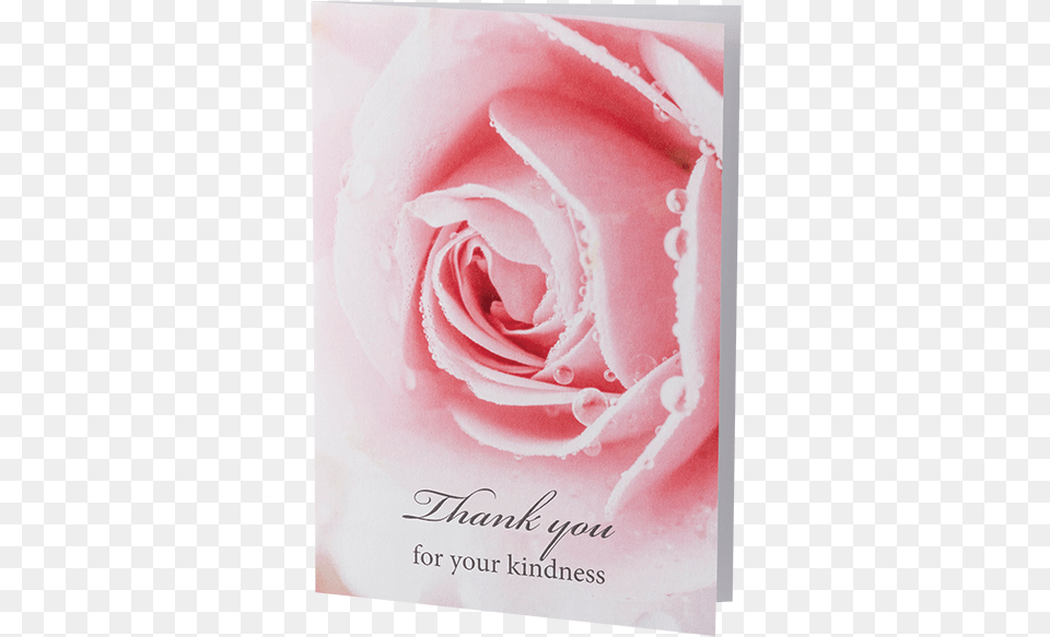 Thank You Garden Roses, Flower, Plant, Rose, Person Free Png