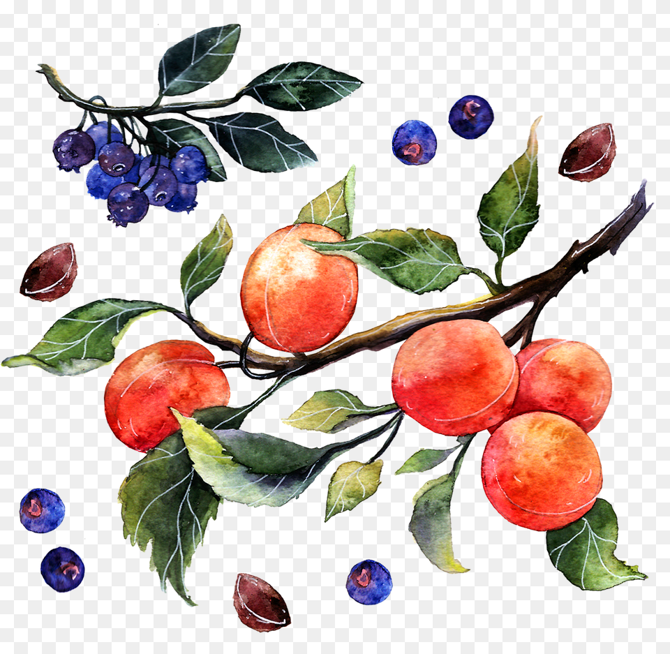 Thank You Painting Watercolor Of Oranges, Food, Fruit, Plant, Produce Free Png